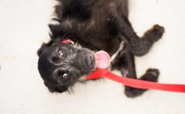 Kiara - Lebenfreude pur