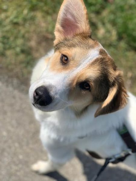 Chopin - Der Feinfühlige ☺