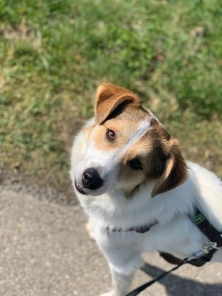 Chopin - Der Feinfühlige ☺