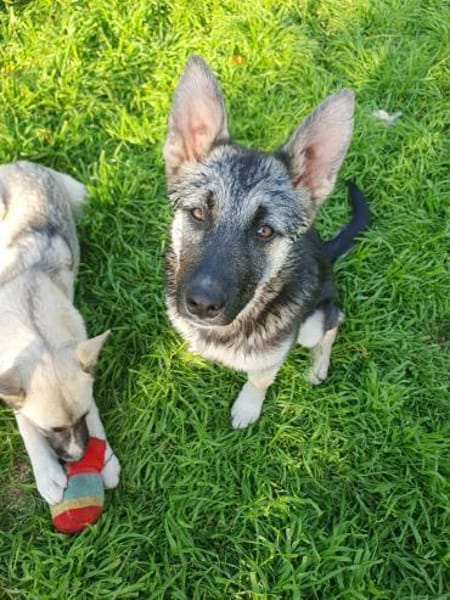 Eira sucht aktives Zuhause