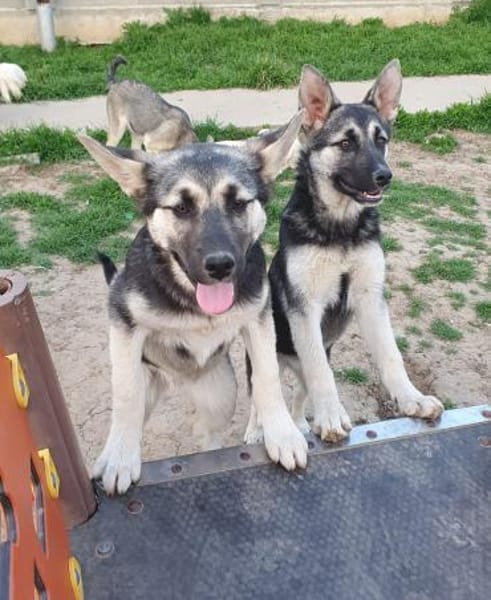 Eira sucht aktives Zuhause