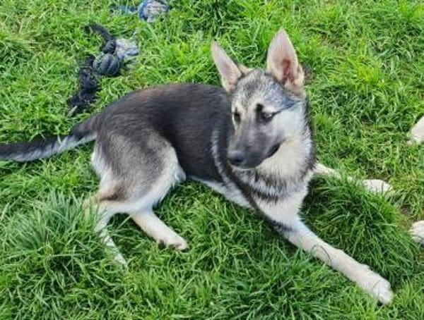 Eira sucht aktives Zuhause