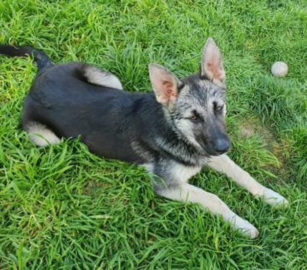 Eira sucht aktives Zuhause