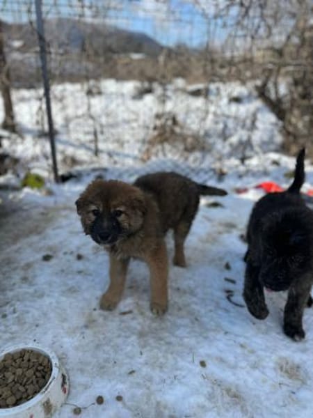 Yaska, wie Müll entsorgt