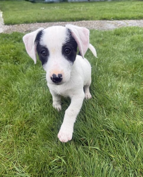 Lilo ein verschmustes Mädchen