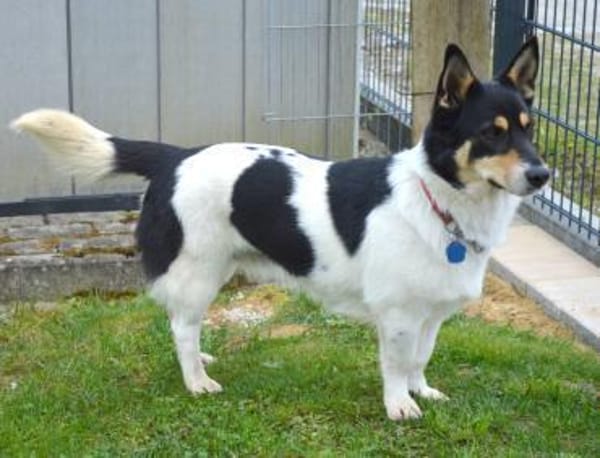 Nette Corgie-Mix Hündin 2 Jahre kastr.