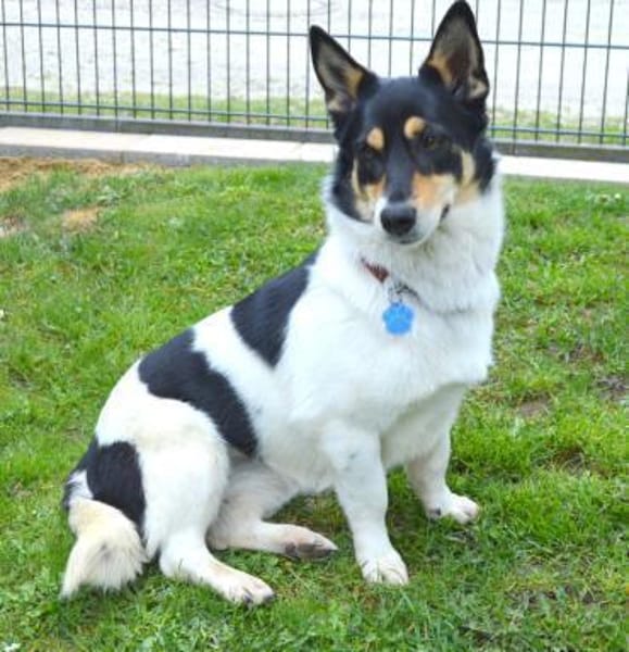 Nette Corgie-Mix Hündin 2 Jahre kastr.