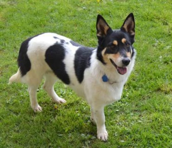 Nette Corgie-Mix Hündin 2 Jahre kastr.