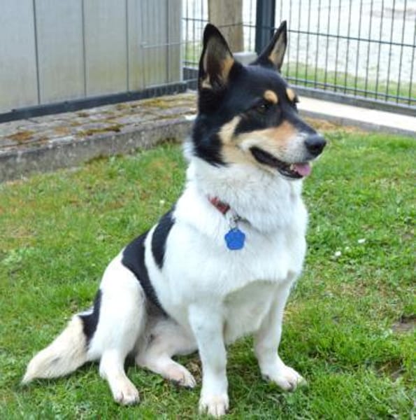 Nette Corgie-Mix Hündin 2 Jahre kastr.