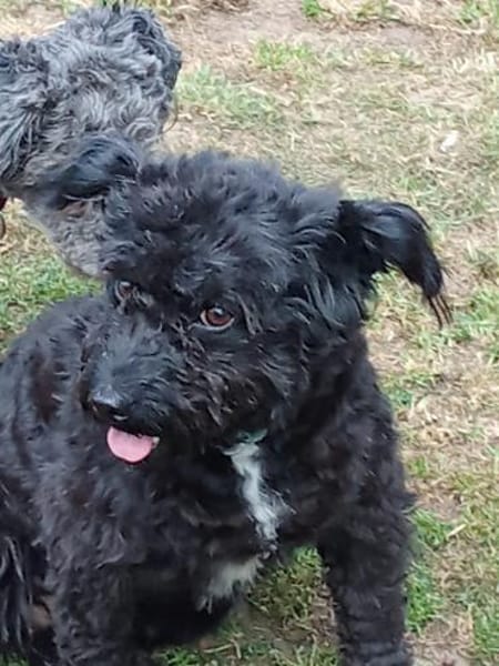 Simonka wartet in 92521 Schwandorf