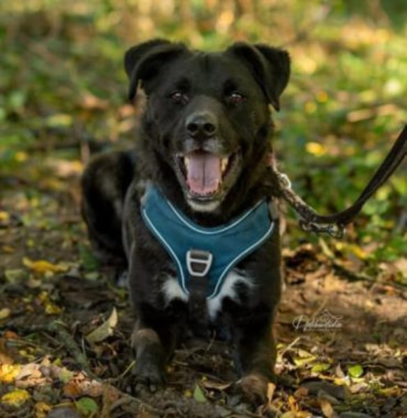 hübscher Oreo sucht sein Zuhause
