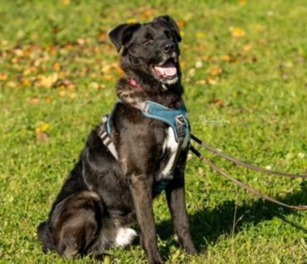 hübscher Oreo sucht sein Zuhause