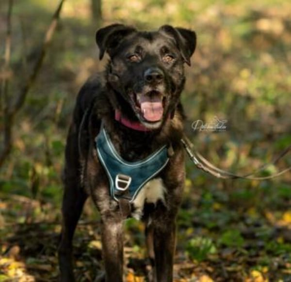 hübscher Oreo sucht sein Zuhause