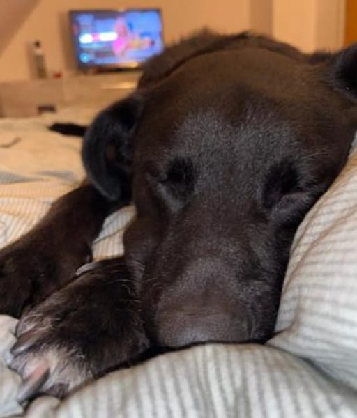 hübscher Oreo sucht sein Zuhause