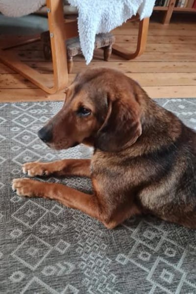 Reina in 01640 Coswig