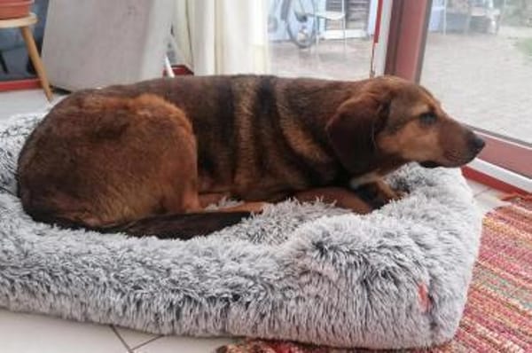 Reina in 01640 Coswig