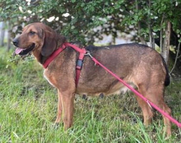 Reina in 01640 Coswig