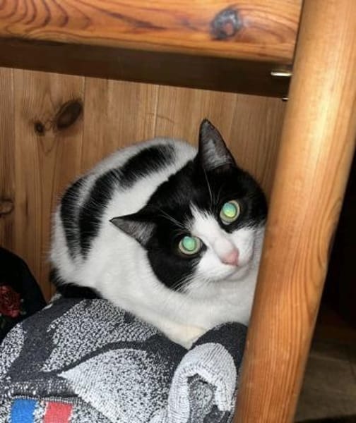 Praskova/ Pfirsich W