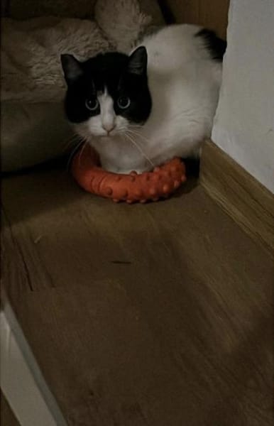 Praskova/ Pfirsich W