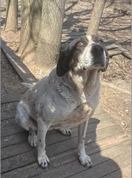 Dalia, Hunde-Omi sucht neues Zuhause