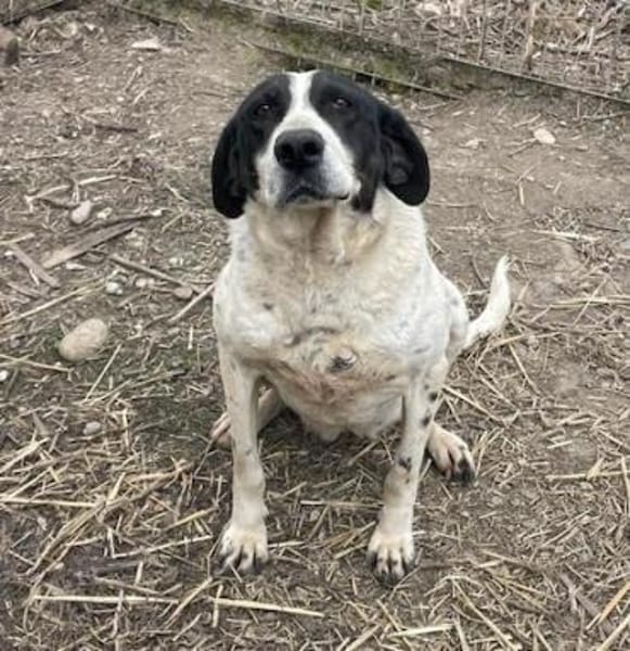 Dalia, Hunde-Omi sucht neues Zuhause