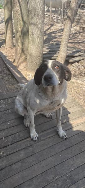 Dalia, Hunde-Omi sucht neues Zuhause