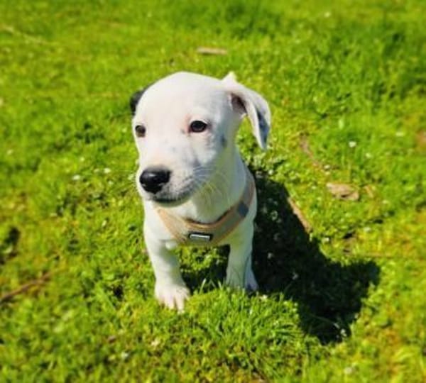 Calimero sucht ein Zuhause