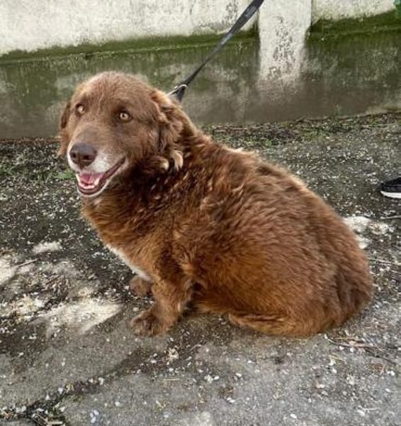 Fussel, lieber Hund sucht neues Zuhause