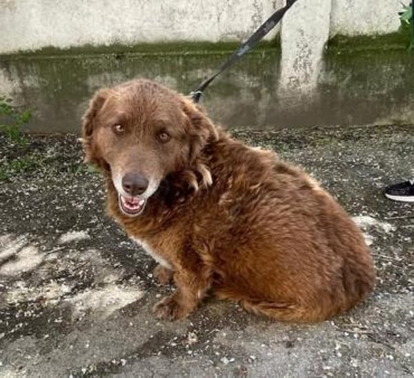 Fussel, lieber Hund sucht neues Zuhause