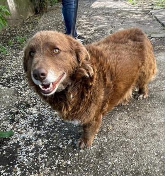 Fussel, lieber Hund sucht neues Zuhause