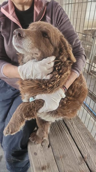 Fussel, lieber Hund sucht neues Zuhause