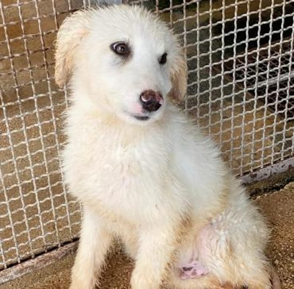 Gerard, Pflegestelle in Bayern