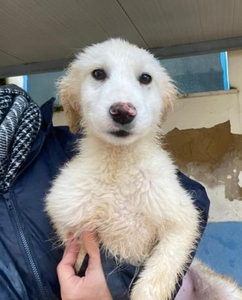 Gerard, Pflegestelle in Bayern