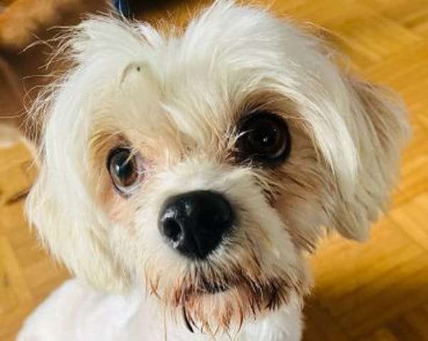 Ildiko° in 65195 Wiesbaden