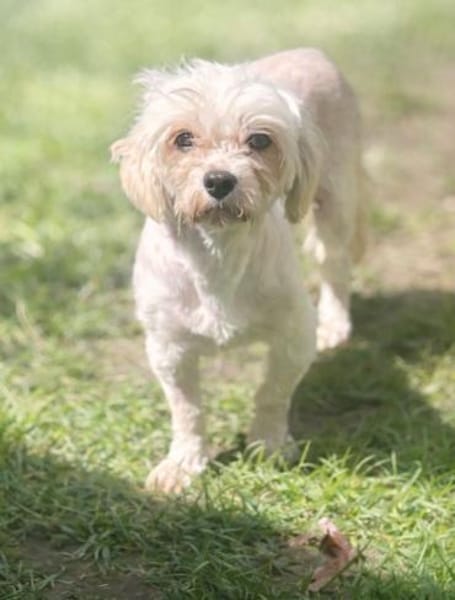 Ildiko° in 65195 Wiesbaden