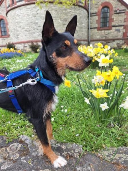 Goku sucht sein Zuhause.