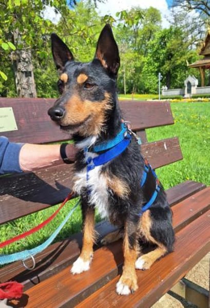 Goku sucht sein Zuhause.