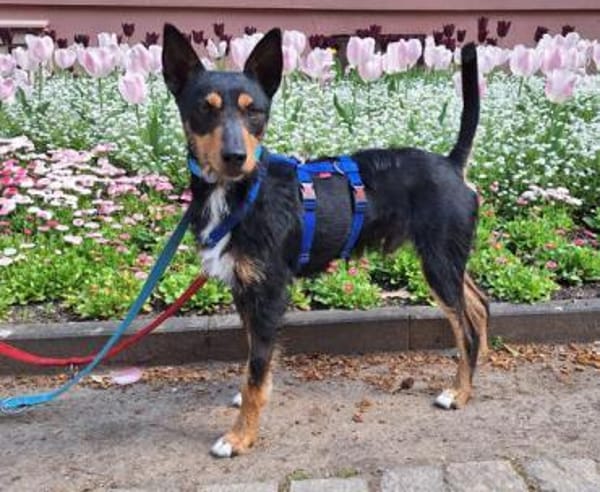 Goku sucht sein Zuhause.