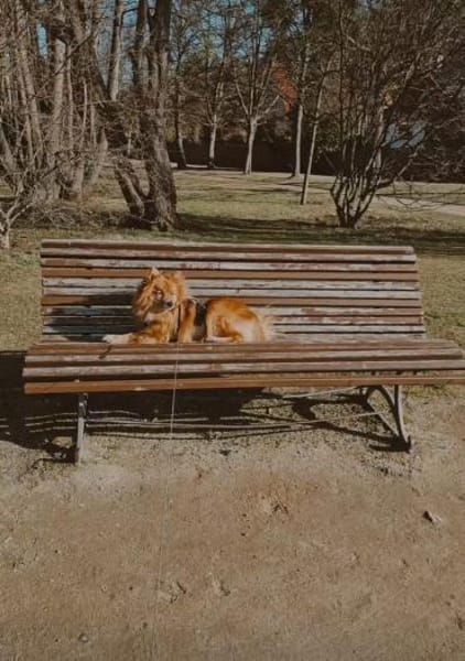 SIMBO - fröhlich und quicklebendig