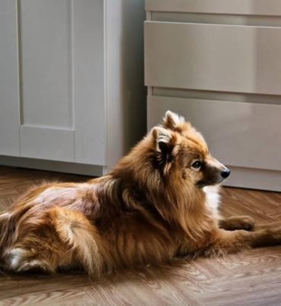 SIMBO - fröhlich und quicklebendig