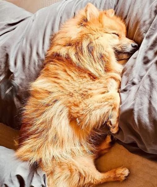 SIMBO - fröhlich und quicklebendig