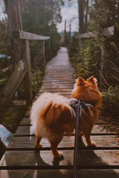 SIMBO - fröhlich und quicklebendig