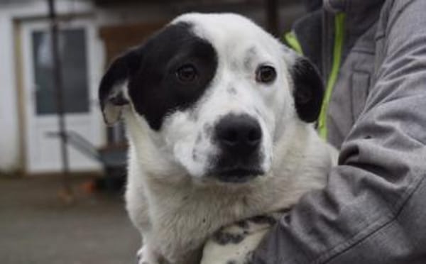 Zuhause gesucht für Louisa