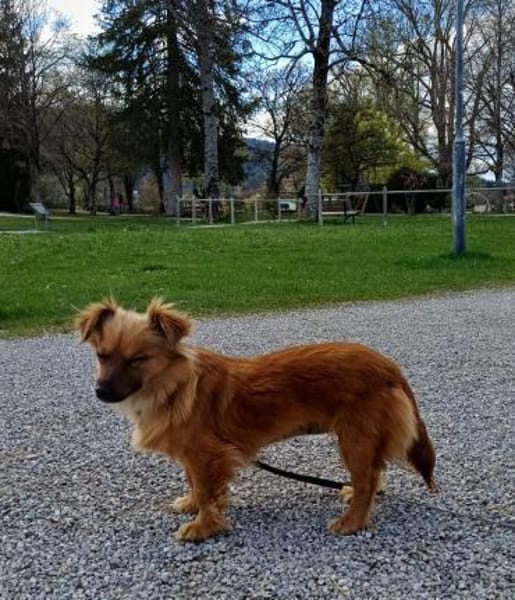 Die süße Tina sucht liebevolles Zuhause