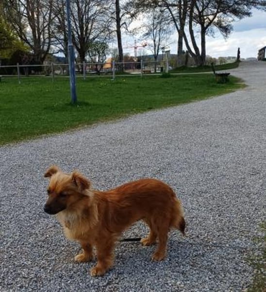 Die süße Tina sucht liebevolles Zuhause