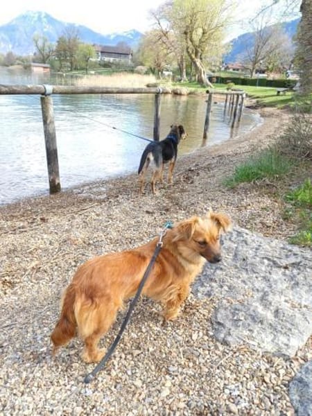 Die süße Tina sucht liebevolles Zuhause