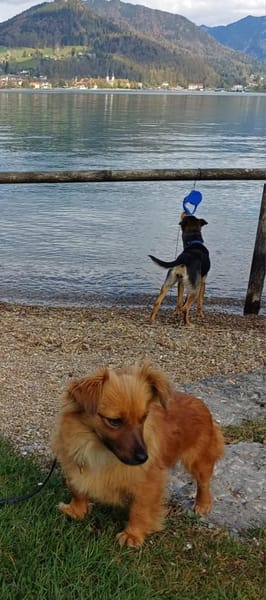 Die süße Tina sucht liebevolles Zuhause