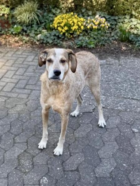 AFRICA - eine absolute Traumhündin!!!