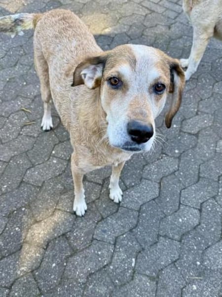 AFRICA - eine absolute Traumhündin!!!