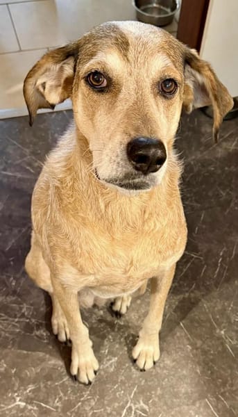 AFRICA - eine absolute Traumhündin!!!